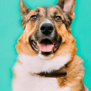 Large Pet Grooming (16kg - 25kg)