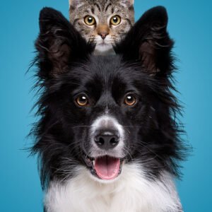 Medium Pet Grooming (8kg - 15kg)