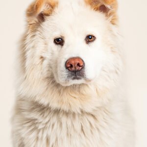 Extra Large Pet Grooming (>25kg)